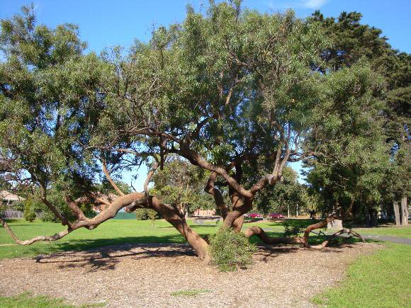 T11446 Rhus aff.viminalis 