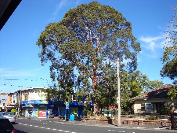 T11447 Angophora costata 