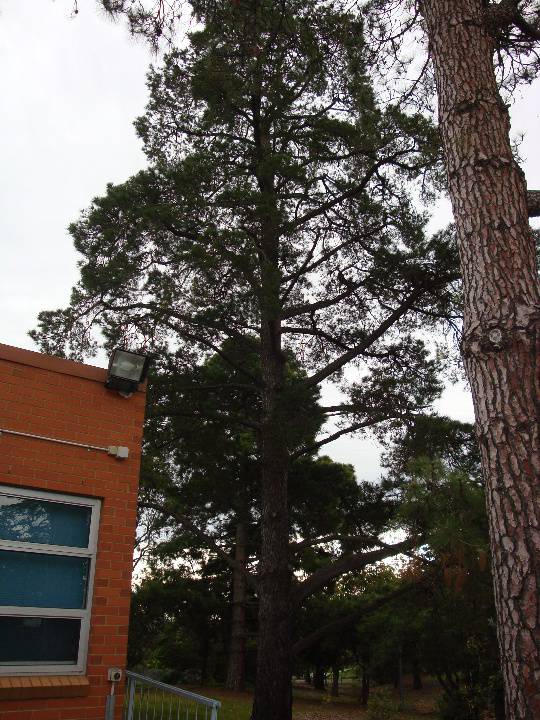 T11759 Pinus muricata