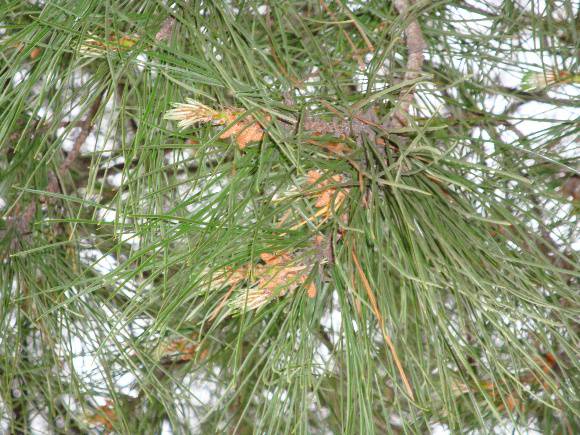 T11759 Pinus muricata