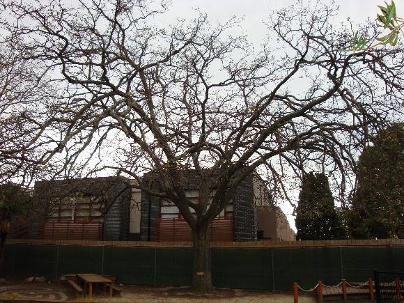 T12091 Quercus petraea 
