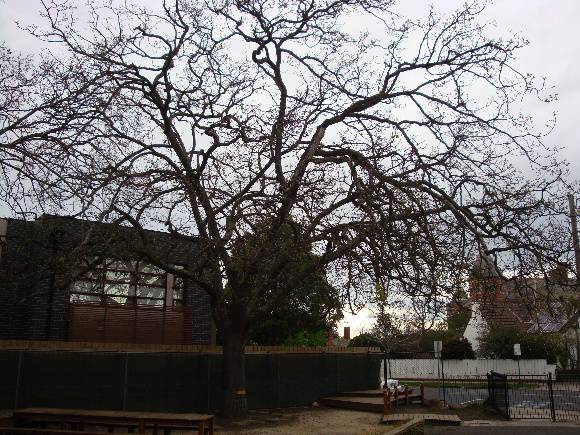 T12091 Quercus petraea 