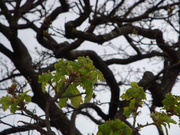 T12091 Quercus petraea