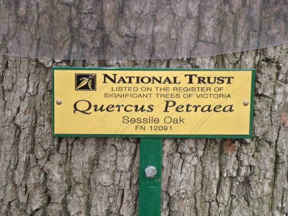 T12091 Quercus petraea 