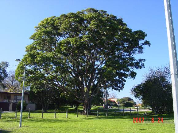 T11388 Angophora costata