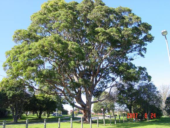 T11388 Angophora costata