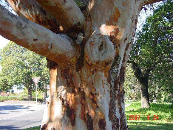 T11388 Angophora costata