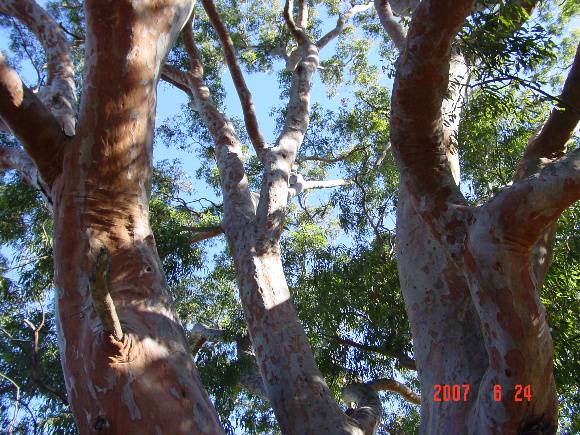 T11388 Angophora costata