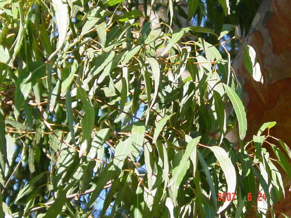 T11388 Angophora costata