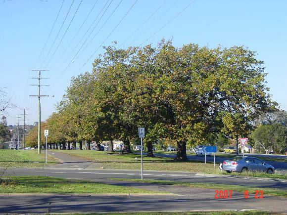 T11389 Quercus canariensis 