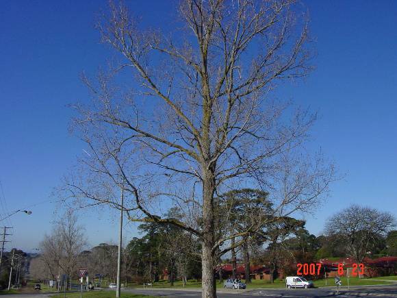 T11390 Populus x canadensis 'Robusta' 