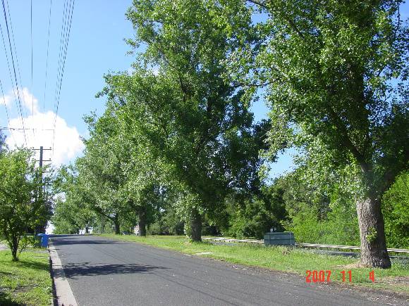 T11390 Populus x canadensis 'Robusta'