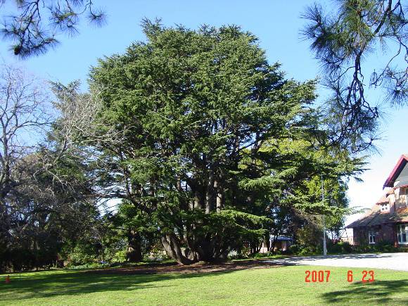 T11392 Cedrus deodara