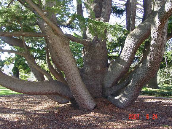 T11392 Cedrus deodara