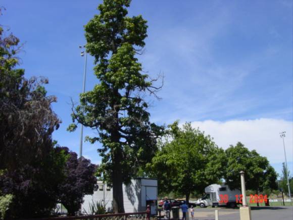 T11844 Brachychiton acerifolius 