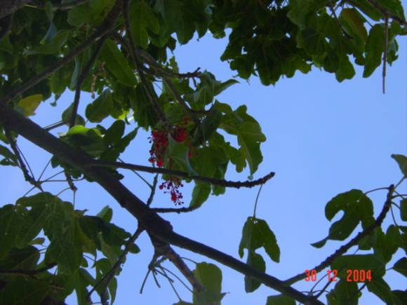 T11844 Brachychiton acerifolius 
