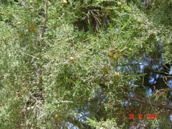 T11846 Juniperus phoenicea