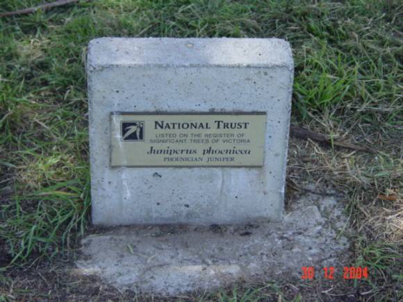 T11846 Juniperus phoenicea