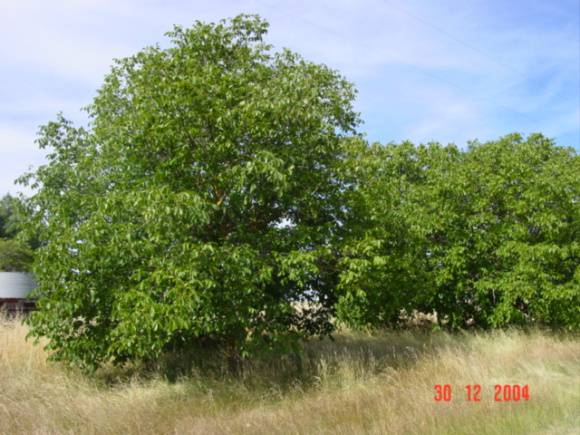 T11333 Juglans regia