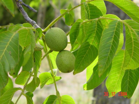 T11336 Juglans regia