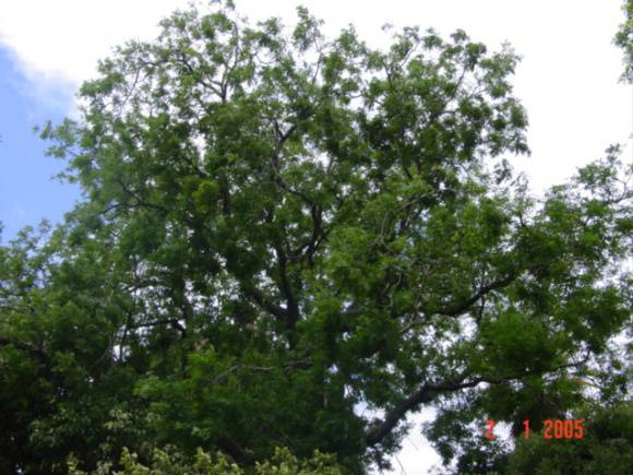 T11492 Sophora japonica