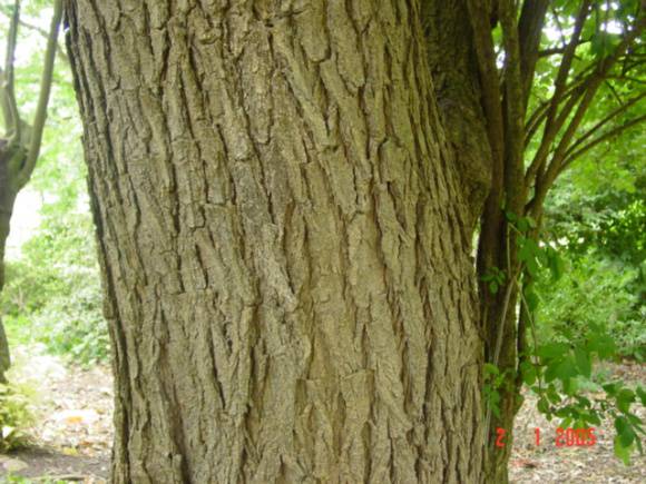 T11492 Sophora japonica