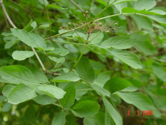 T11492 Sophora japonica