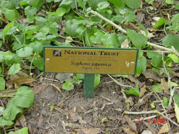 T11492 Sophora japonica