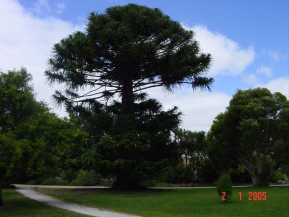 T11493 Araucaria bidwilli 