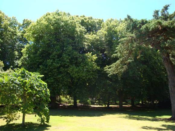 T11450 Tilia x europaea 