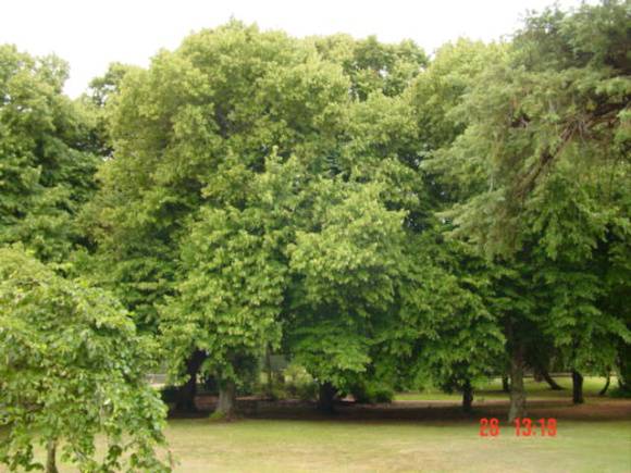 T11450 Tilia x europaea 