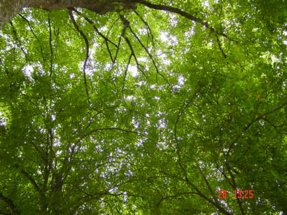 T11450 Tilia x europaea 