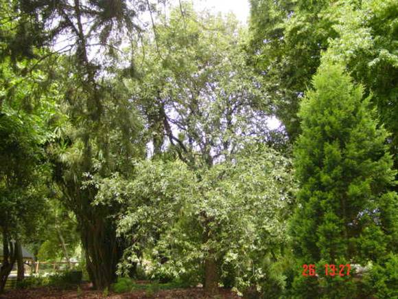 T11452 Quercus leucotrichophora