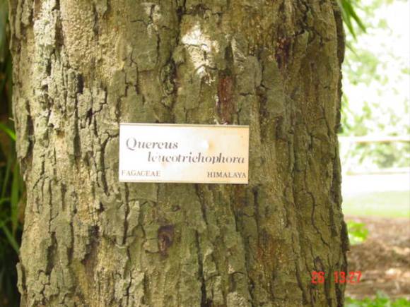 T11452 Quercus leucotrichophora 