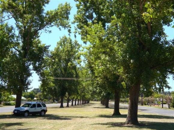 T11708 Populus deltoides 
