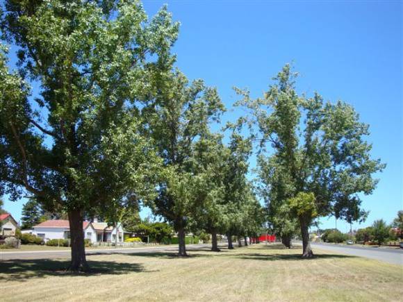 T11708 Populus deltoides 