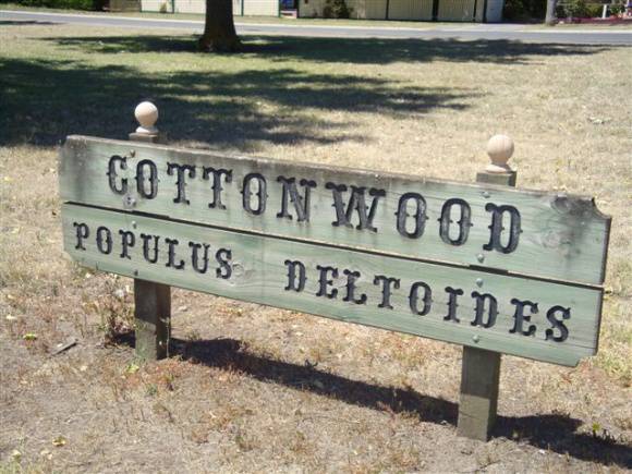 T11708 Populus deltoides 