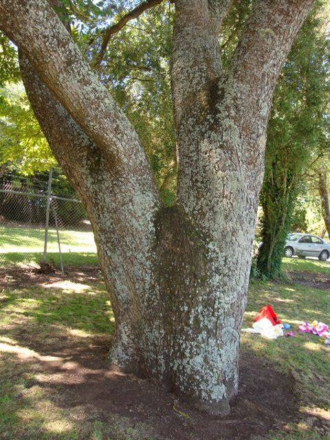 T11710 Carya illinoinensis 