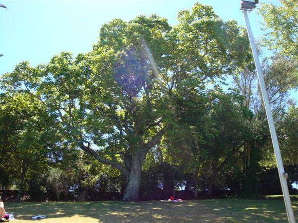 T11710 Carya illinoinensis 