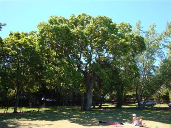 T11710 Carya illinoinensis 