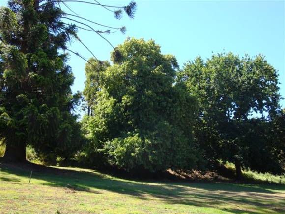 T11713 Tilia x europaea 