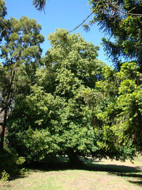 T11713 Tilia x europaea 
