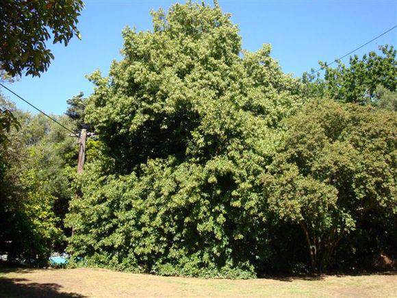 T11713 Tilia x europaea 