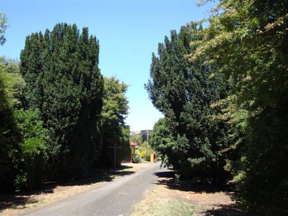 T11719 Taxus baccata fastigata
