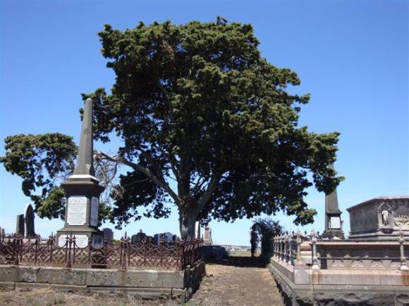 T11720 Cupressus sempervirens 