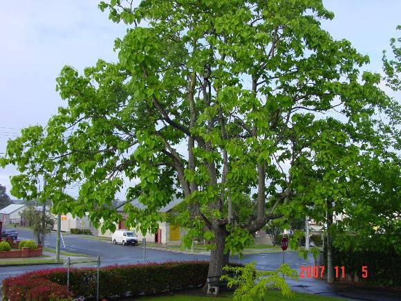 T11008 Catalpa bignonoides