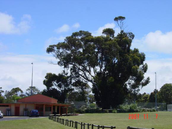 T11009 Eucalyptus globulus subsp. Globulus x E. cypellocarpa