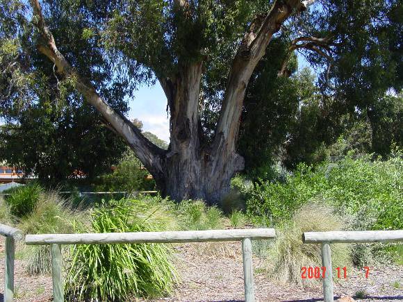 T11009 Eucalyptus globulus subsp. Globulus x E. cypellocarpa