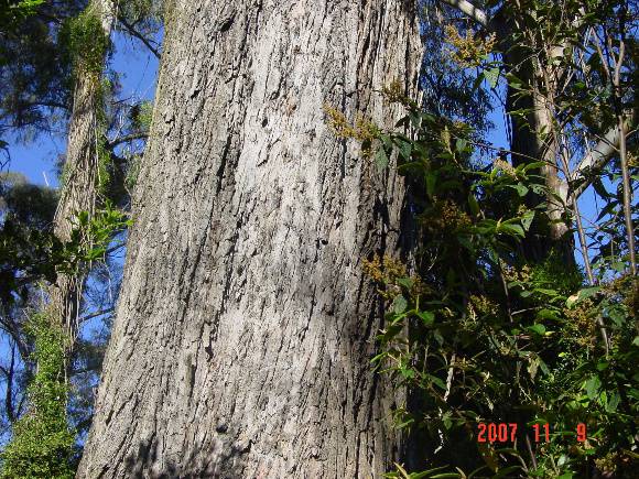 T11039_Eucalyptus elata_River Peppermint_Bark_2.jpg