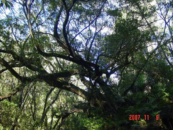 T11040 Tristaniopsis laurina 